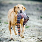 Dog Training Dummies Dead Pheasant